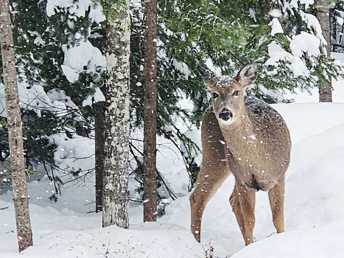 Winter + Wildlife =&nbsp;Wow