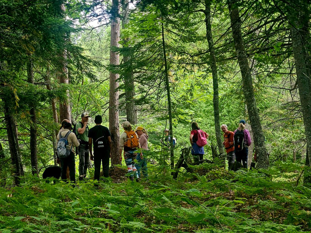 Bushwhacking